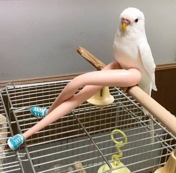 parrot with barbie legs - Att Xxx