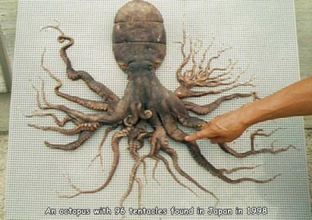 96 tentacled octopus - An octopus with 96 tentacles found in Japan in 1998