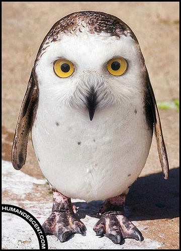 owl penguin