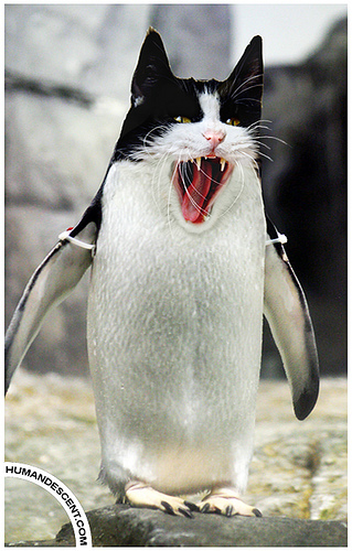 cat penguin