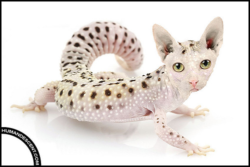 cat lizard