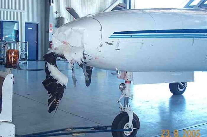 Aircraft Bird Strikes