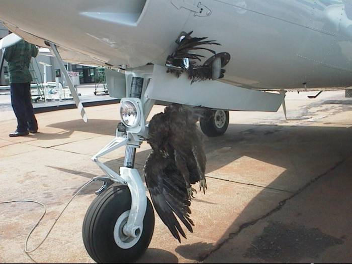 Aircraft Bird Strikes