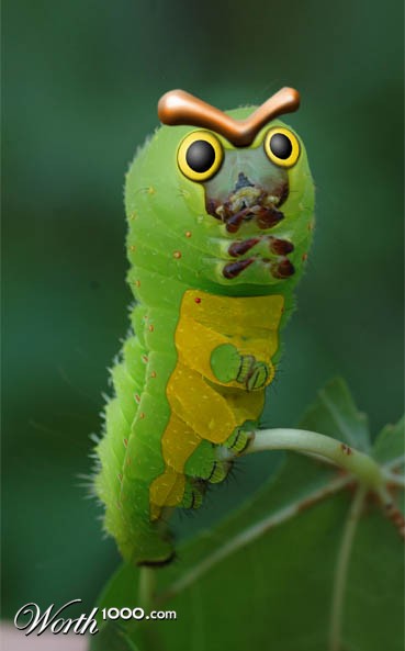 caterpie