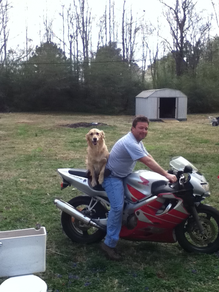 My golden retriever trying hard to ride on the back of my bike.