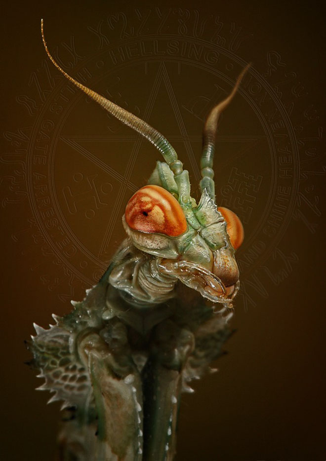 Head of a Praying Mantis