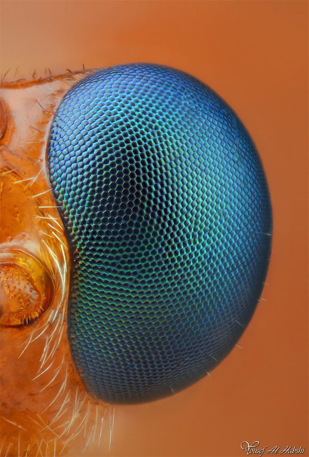 Eye of a House Fly