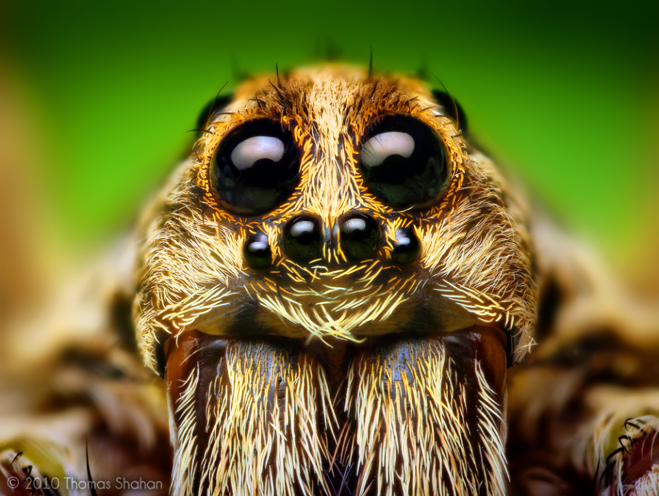Head of a spider