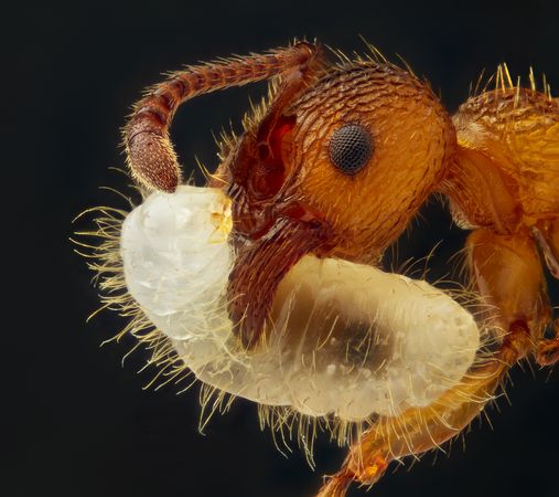 Ant holding a larva