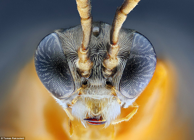 Insects look awesome up close!!!