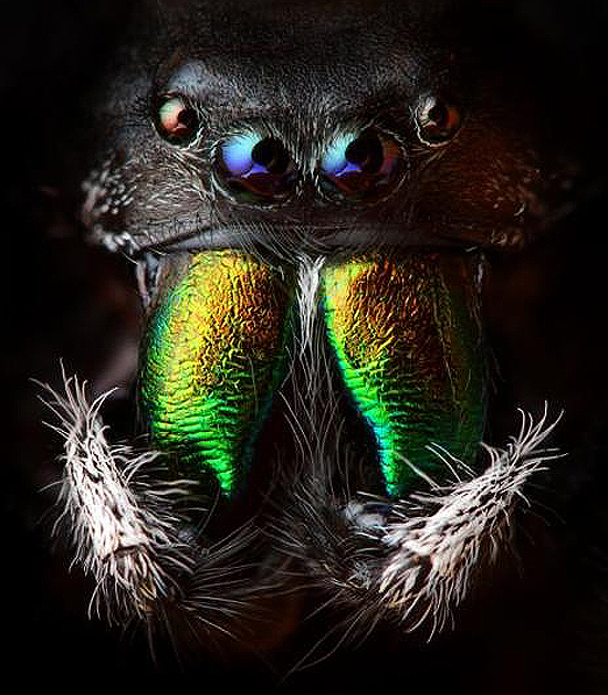 Insects look awesome up close!!!