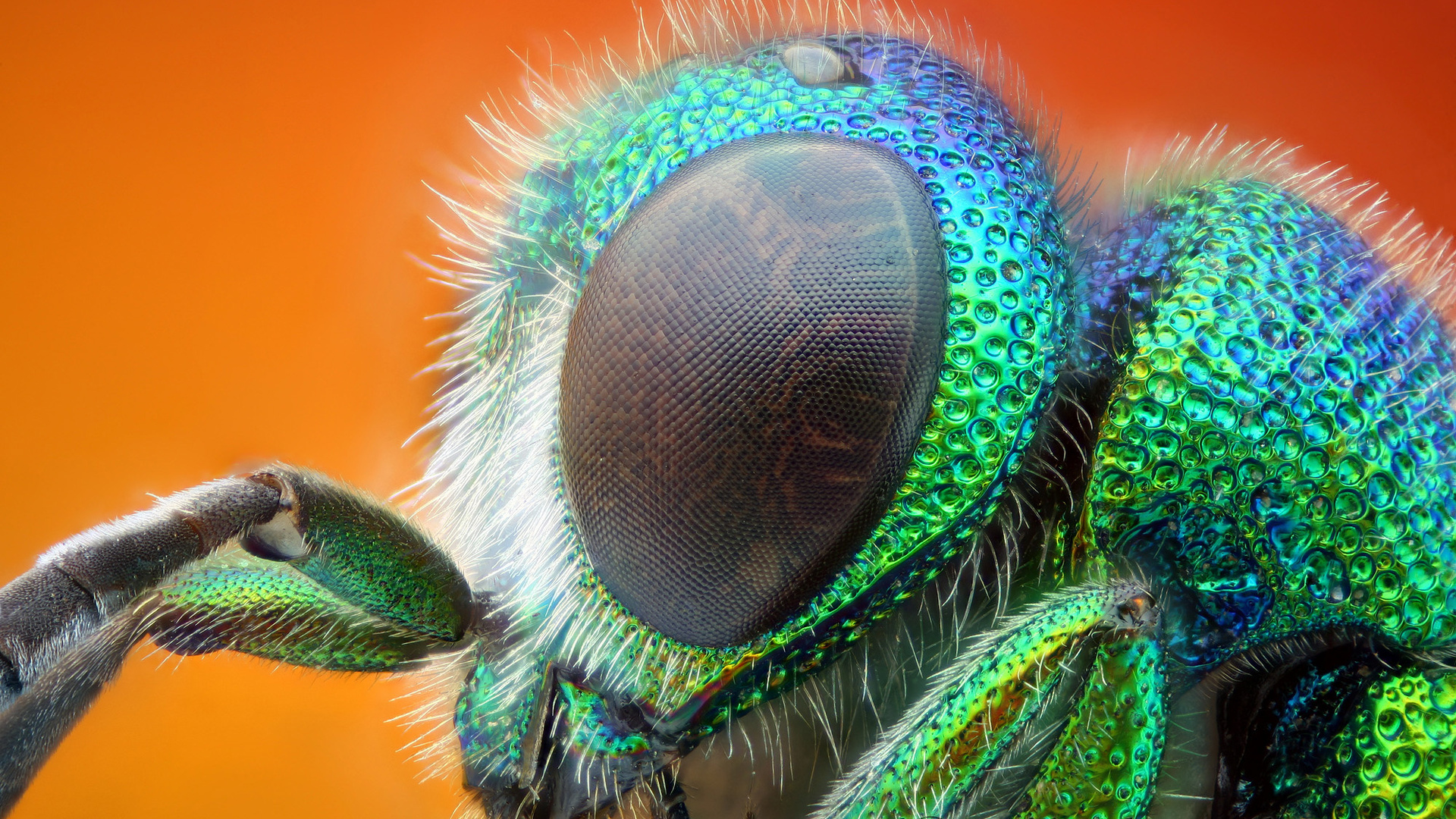 Amazingly colored fly