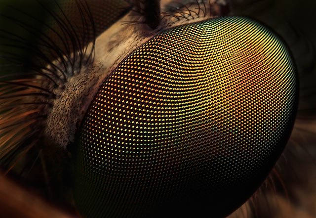 Eye of a large Robber Fly