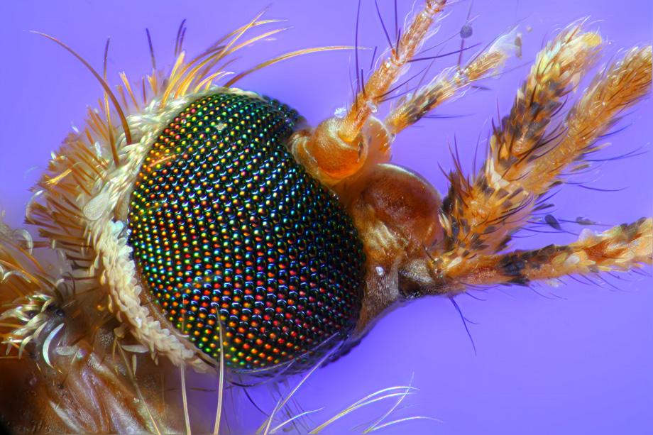 Head of a mosquito, 150x