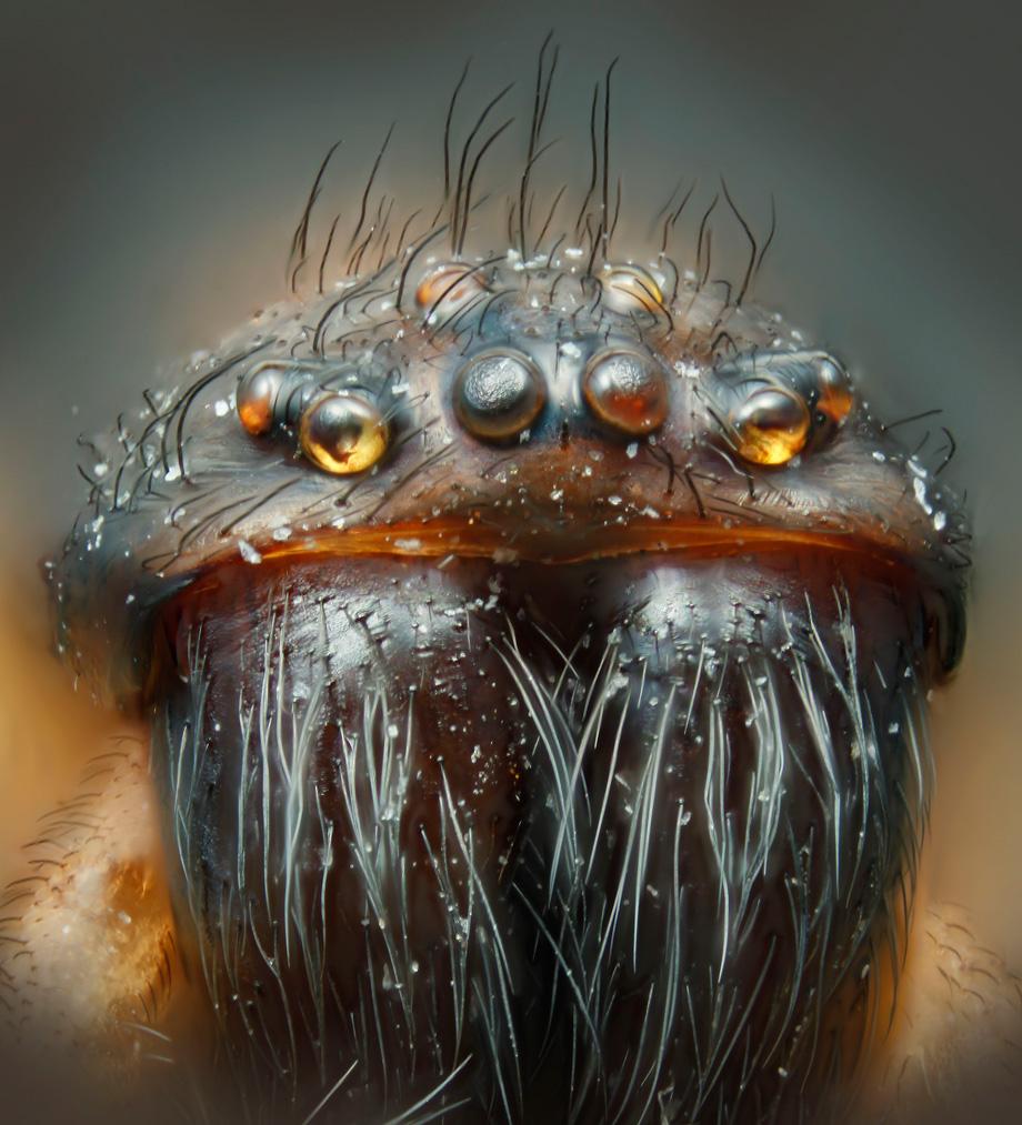 Close up of a spider from hell (House spider, magnified 30 times)