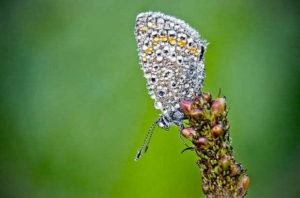 Butterfly with dew covered wings