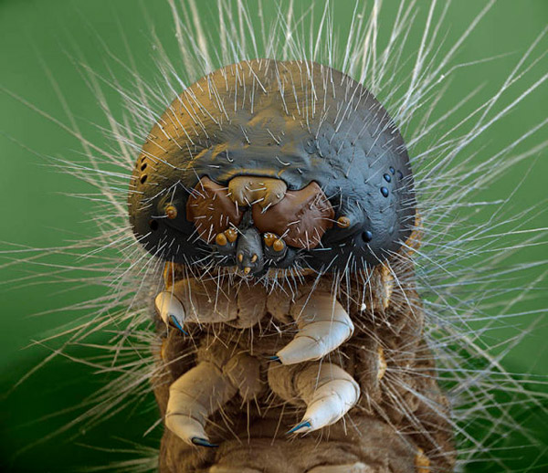 Magnified Caterpillar (magnified 30 times)