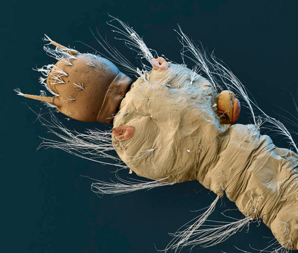 Magnified mosquito larva