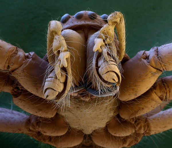 Magnified spider
