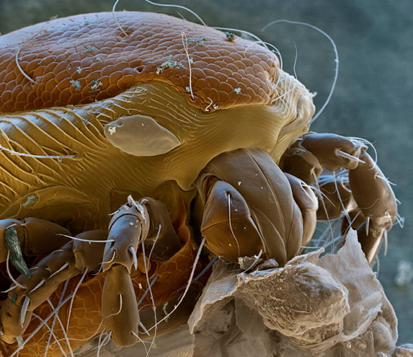 Magnified water mite