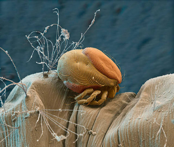 Mite on a mosquito larva
