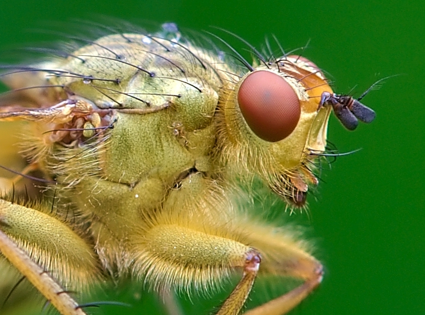 Scatophaga Stercoraria (Yellow Dung Fly)
