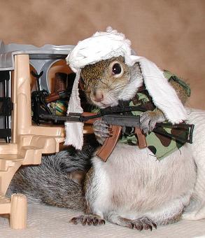 Terrorist Squirrel... What Will They Train Next?