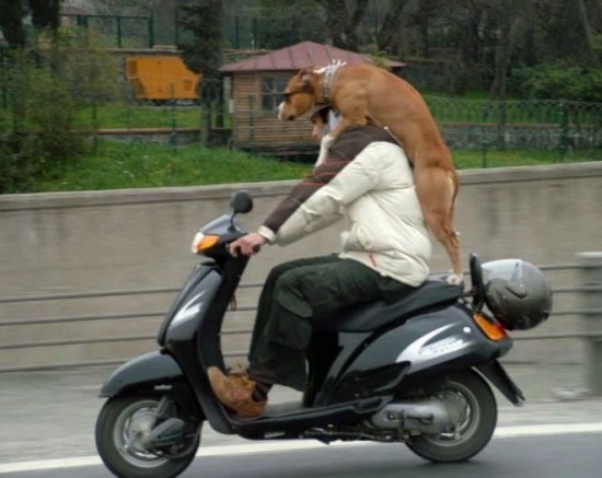 Never Take Your Dog To The Vet Again On My Ride...