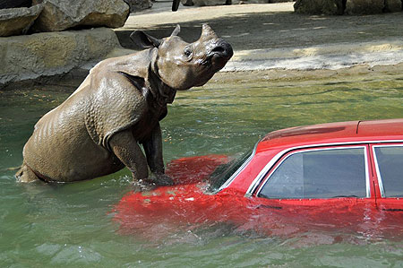 Wait A Minute... A Rhino Ran You Off The Road Into A Lake? How Dumb Do You Think I Am???