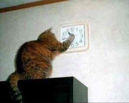 That Darn Cat Changed My Clock!