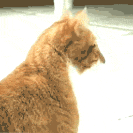 These Are Cool GIFs