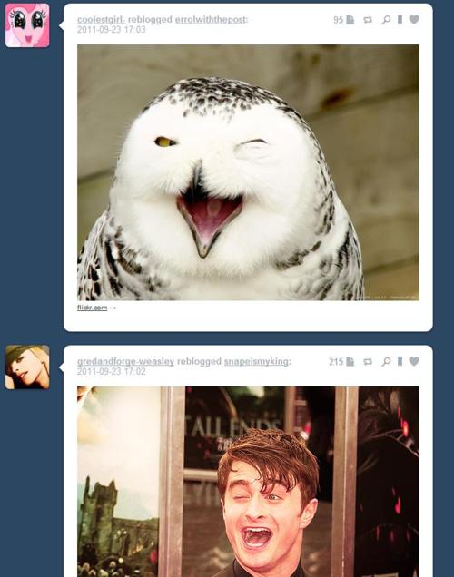 tumblr - snowy owl vs daniel radcliffe