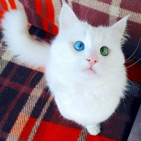 animals with heterochromia