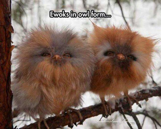 fluffy baby owl - Ewoks in owl form...