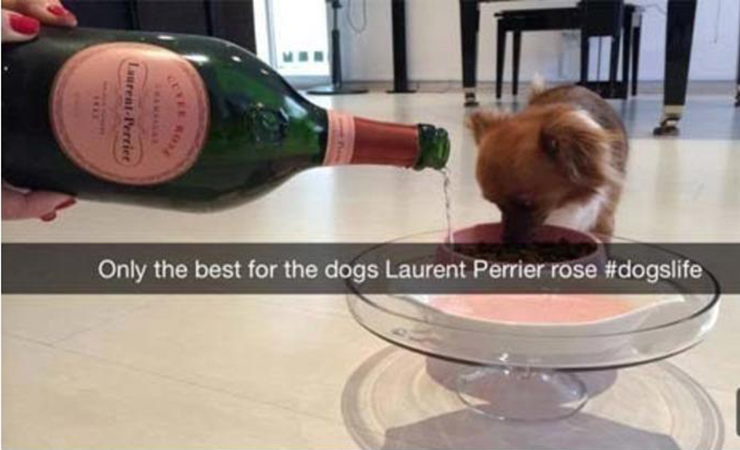 rich kids on snapchat - LaurentIrtiet Only the best for the dogs Laurent Perrier rose