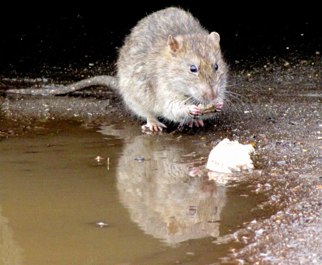 Diseased Animals: Purposely releasing disease-ridden rodents and insects in war zones is no longer permitted.