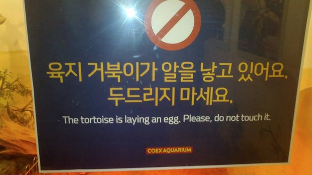 poster - ' . . The tortoise is laying an egg. Please, do not touch it Coex Aquarium