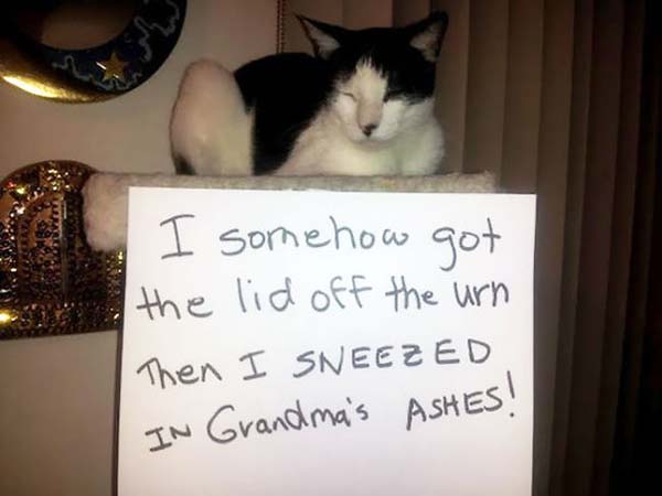 Owners Shame Their Cats After They Misbehave