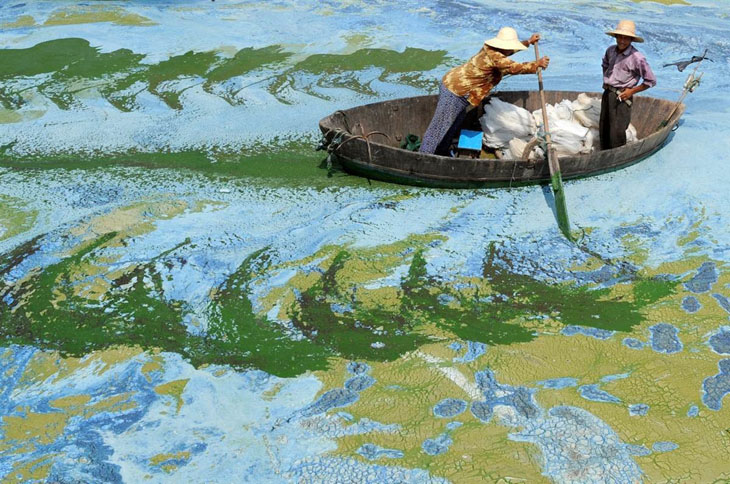 Fishermen row a boat in the algae-filled Chaohu Lake, China.