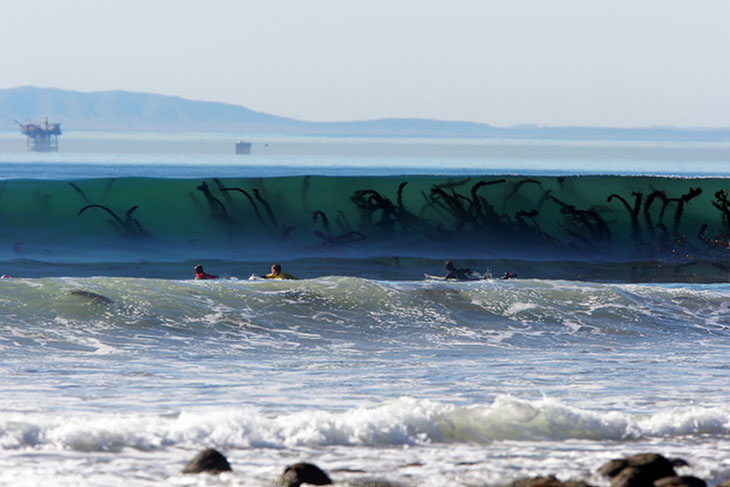 It’s not a sea monster in waves. Seaweed appearing as giant monster in the waves.