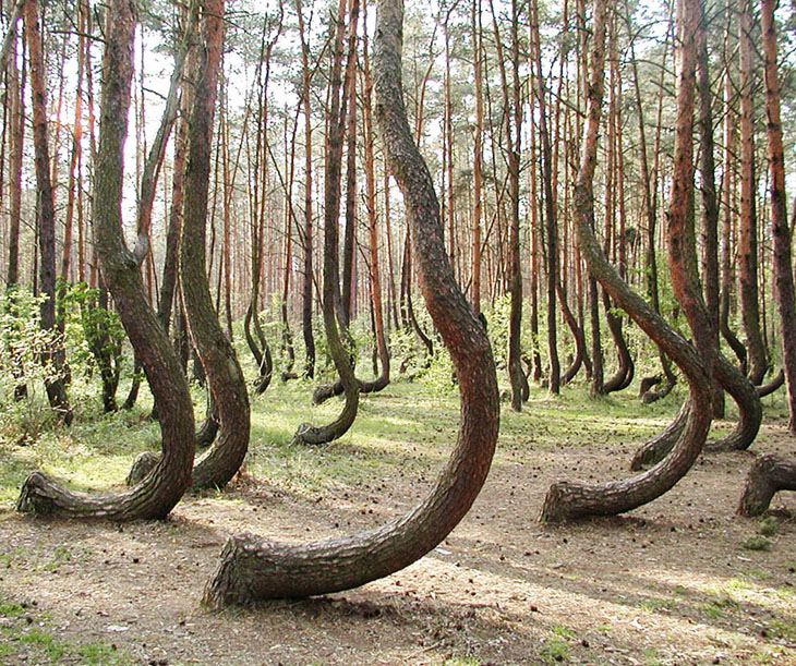 The Crooked Forest in West Pomerania, Poland that has over 400 bent pine trees.