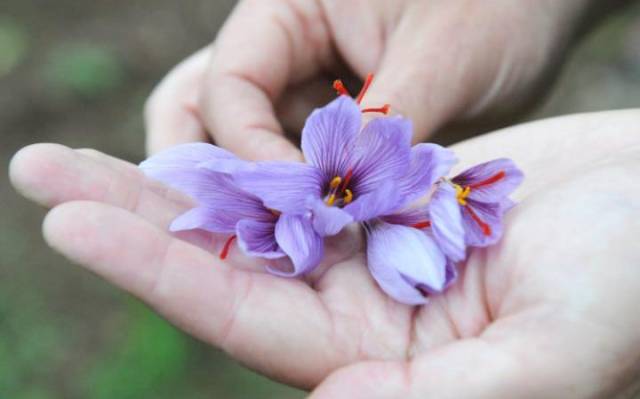 Saffron: $15 per gram
The most expensive spice in the world, saffron costs between $7 and $15 per gram at the supermarket. 
The spice is so dear because the process is labour intensive. Each flower produces just a few stigmas, which need to be hand-picked and dried before used with food. It can take around 150 flowers to produce a gram of saffron.