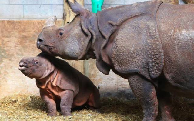 Rhino horn: $100 per gram
Rhino horns can fetch up to $100,000 per kg, or $100 per gram. Poaching has seen a resurgence since 2008, after a rumor spread that rhino horn powder had cured a Vietnamese politician of cancer and amid growing wealth in the Southeast Asian country.