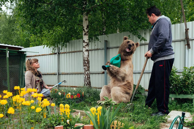 Russian Family Lives With A Giant Bear