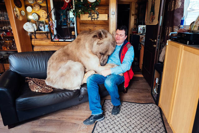 Russian Family Lives With A Giant Bear