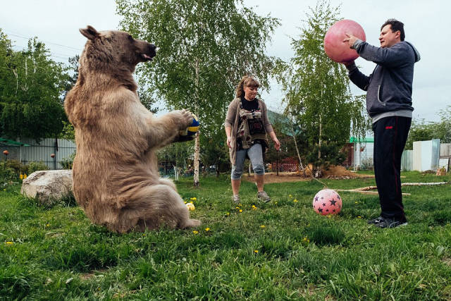 Russian Family Lives With A Giant Bear