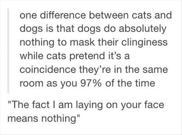 difference between cats and dogs - one difference between cats and dogs is that dogs do absolutely nothing to mask their clinginess while cats pretend it's a coincidence they're in the same room as you 97% of the time "The fact I am laying on your face me