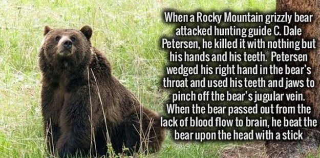 grizzly bear - Whena Rocky Mountain grizzly bear attacked hunting guide C. Dale Petersen, he killed it with nothing but his hands and his teeth. Petersen wedged his right hand in the bear's throat and used his teeth and jaws to pinch off the bear's jugula
