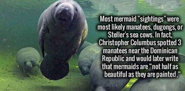 cool facts on manatees - Most mermaid "sightings" were most ly manatees, dugongs, or Steller's sea cows. In fact, Christopher Columbus spotted 3 manatees near the Dominican Republic and would later write that mermaids are not half as beautiful as they are