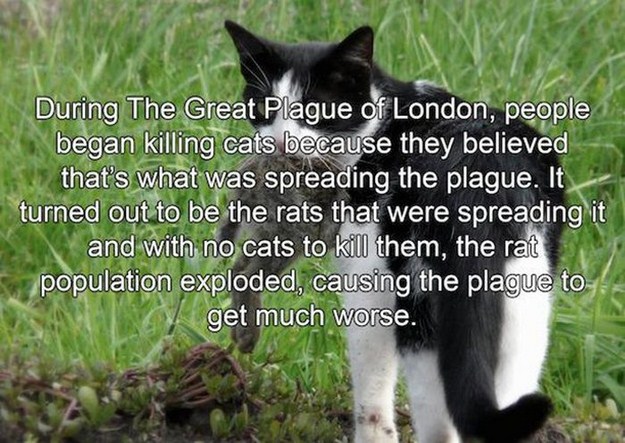feral cat - During The Great Plague of London, people began killing cats because they believed that's what was spreading the plague. It turned out to be the rats that were spreading it and with no cats to kill them, the rat population exploded, causing th